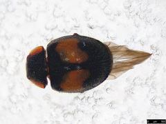 Diomus notescens