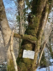 Lindera erythrocarpa