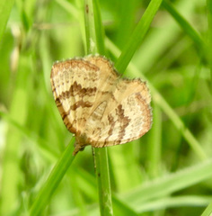 Chrysolarentia correlata