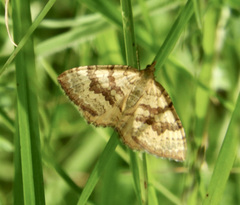 Chrysolarentia correlata