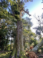 Abies homolepis