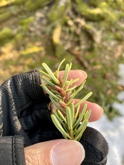 Abies homolepis