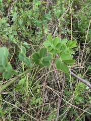 Fabaceae