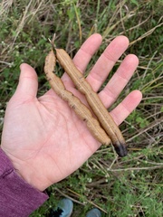 Fabaceae