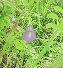 Clitoria ternatea