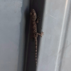 Hemidactylus mabouia