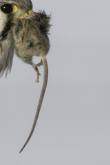 Reithrodontomys fulvescens