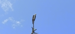 Pandion haliaetus