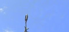 Pandion haliaetus
