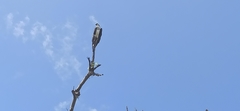 Pandion haliaetus