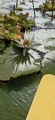 Nymphaea ampla