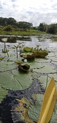 Nymphaea ampla