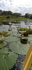 Nymphaea ampla