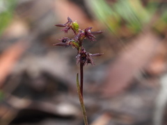 Genoplesium morrisii