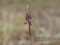 Genoplesium morrisii