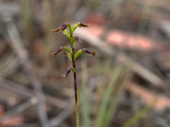 Genoplesium morrisii