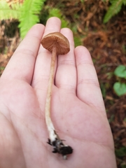 Entoloma cystomarginatum