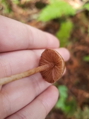 Entoloma cystomarginatum