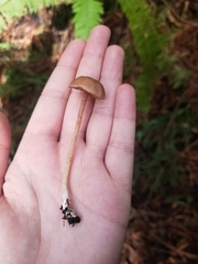 Entoloma cystomarginatum