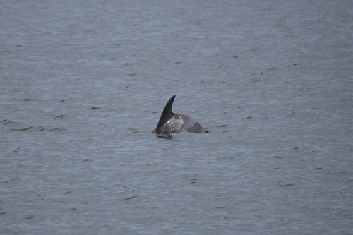 Common Bottlenose Dolphin photographed in Mississippi