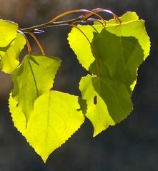 Populus fremontii fremontii