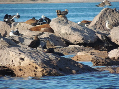 Stercorarius antarcticus