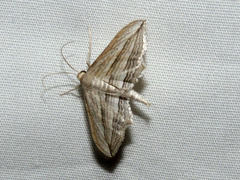 Arcobara multilineata