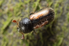 Trypodendron