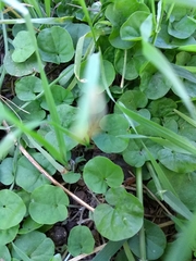 Dichondra microcalyx