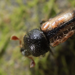 Trypodendron
