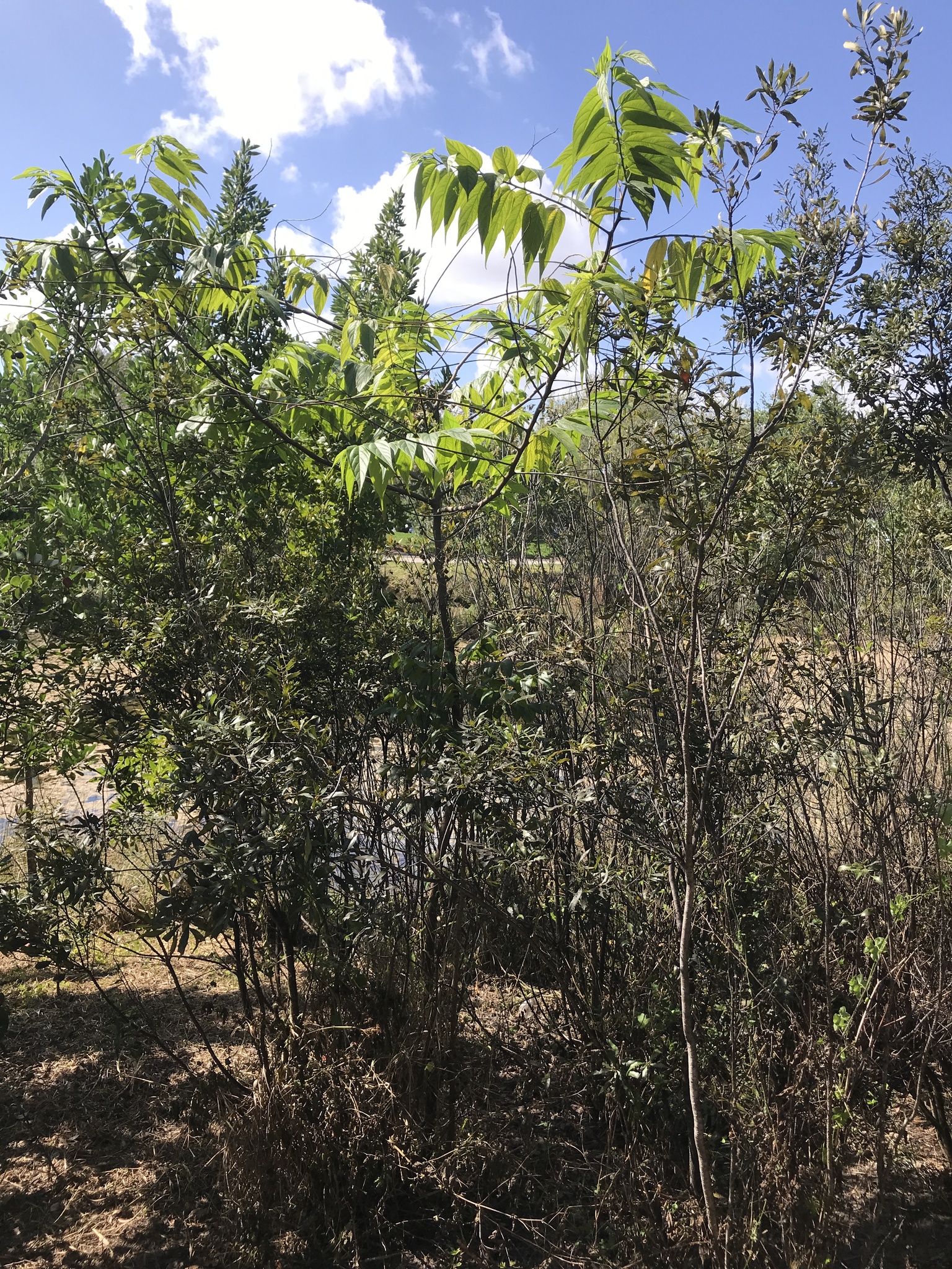 <em class="gbifHl">Trema micrantha micrantha</em>