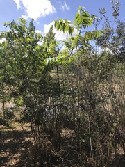 Trema micrantha micrantha