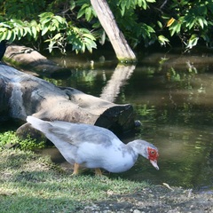 Cairina moschata domestica