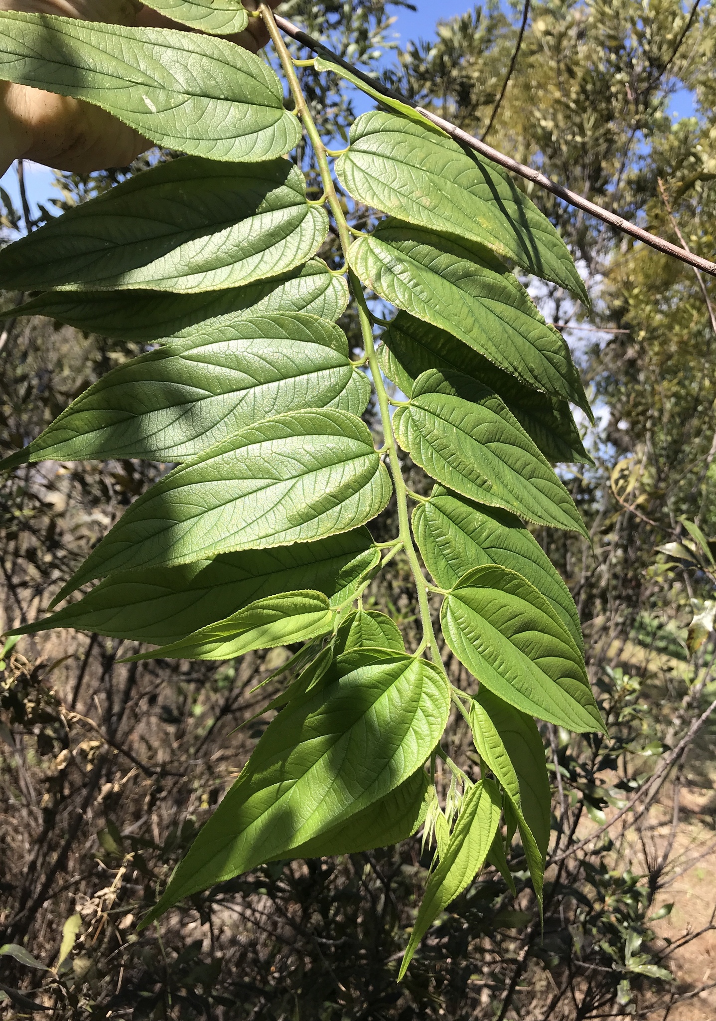 <em class="gbifHl">Trema micrantha micrantha</em>