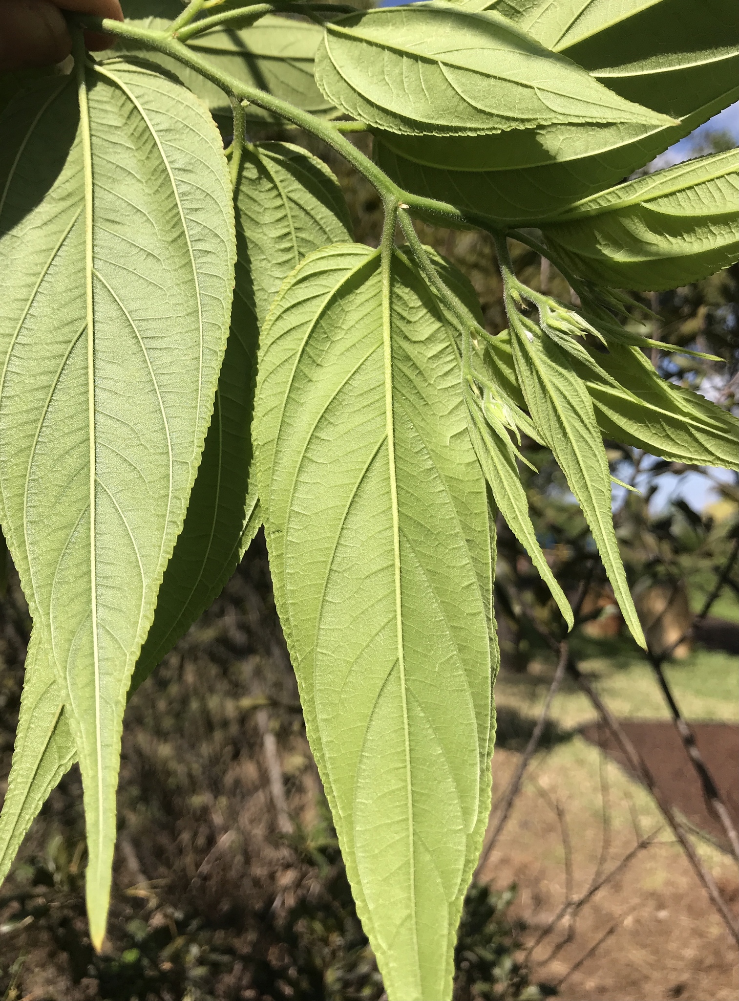 <em class="gbifHl">Trema micrantha micrantha</em>