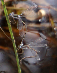 Lestes australis