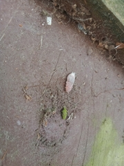 Coelostomidia zealandica