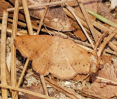 Hemeroplanis scopulepes