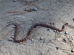 Lampropeltis pyromelana