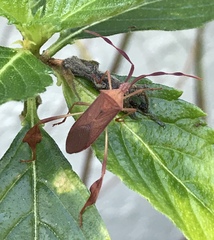 Chondrocera laticornis