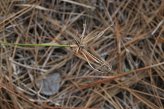 Cyperus retrorsus
