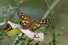 Heteronympha paradelpha