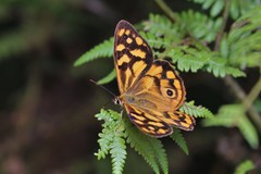 Heteronympha paradelpha