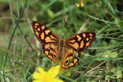 Heteronympha paradelpha