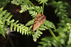Heteronympha paradelpha