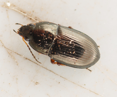 Amara familiaris