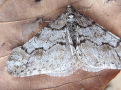 Agriopis dira