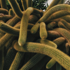 Cleistocactus