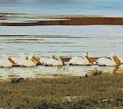 Pelecanus erythrorhynchos