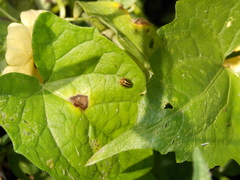 Agroiconota propinqua